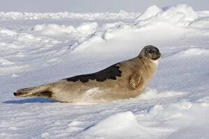Images Dated 10th March 2008: Harp Seal - adult female Magdalen Islands Quebec Canada