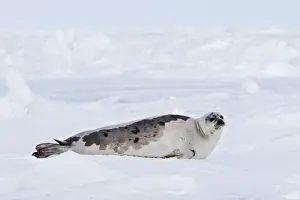 Harp Seal - adult female Magdalen Islands Quebec Canada
