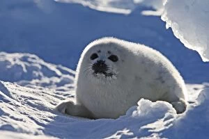 Images Dated 11th March 2008: Harp Seal - baby Magdalen Islands Quebec Canada