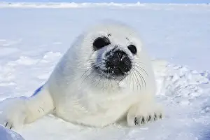 Harp Seal - baby Magdalen Islands Quebec Canada
