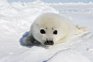 Harp Seal - baby Magdalen Islands Quebec Canada