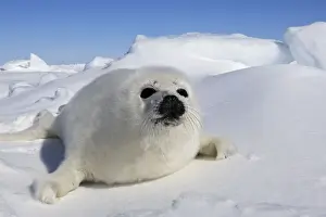 Harp Seal - baby Magdalen Islands Quebec Canada