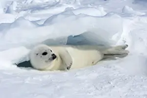 Harp Seal - baby Magdalen Islands Quebec Canada