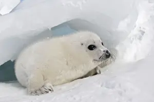 Harp Seal - baby Magdalen Islands Quebec Canada
