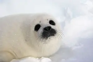 Harp Seal - baby Magdalen Islands Quebec Canada