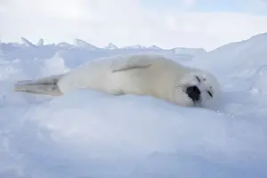 Harp Seal - baby Magdalen Islands Quebec Canada