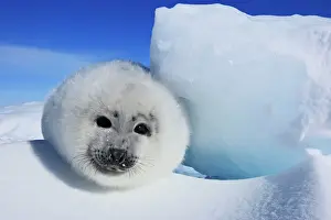 Harp Seal - baby Magdalen Islands Quebec Canada