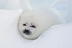 Harp Seal - baby Magdalen Islands Quebec Canada