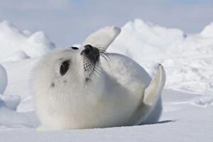 Images Dated 10th March 2008: Harp Seal - baby Magdalen Islands Quebec Canada