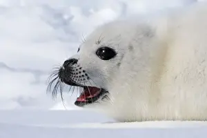 Harp Seal - baby Magdalen Islands Quebec Canada