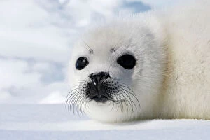Images Dated 10th March 2008: Harp Seal - baby Magdalen Islands Quebec Canada