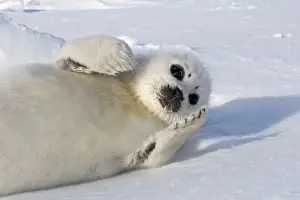 Seal Prints: Harp Seal - baby Magdalen Islands Quebec Canada
