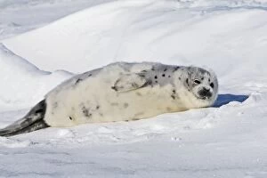 Images Dated 11th March 2008: Harp Seal - baby Magdalen Islands Quebec Canada