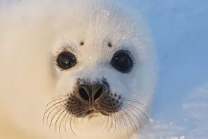 Harp Seal - baby Magdalen Islands Quebec Canada