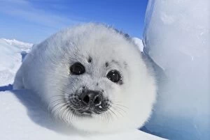 Seals Collection: Harp Seal - baby Magdalen Islands Quebec Canada