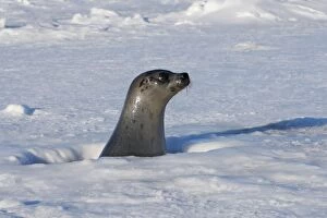 Harp Seal - female