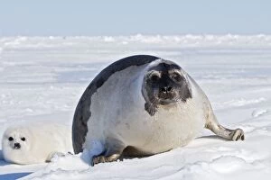 Harp Seal - female & baby