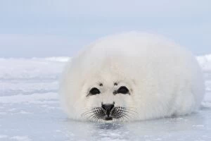 Images Dated 12th March 2008: Harp Seal Magdalen Islands Quebec Canada