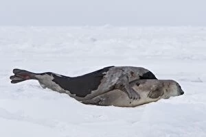 Harp Seal - male & female mating