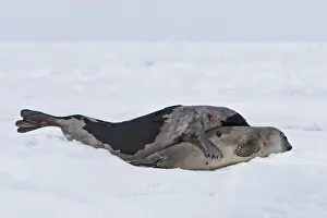 Harp Seal - male & female mating Magdalen Islands Quebec Canada