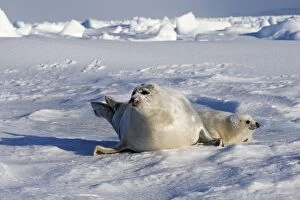 Images Dated 10th March 2008: Harp Seal - mother & baby Magdalen Islands Quebec Canada