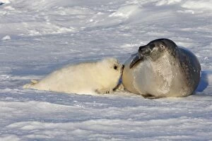 Images Dated 10th March 2008: Harp Seal - mother & baby Magdalen Islands Quebec Canada