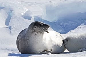 Images Dated 11th March 2008: Harp Seal - mother & baby Magdalen Islands Quebec Canada