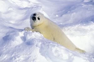 4 Gallery: Harp Seal - pup
