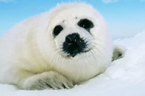 Seals Collection: Harp Seal Pup