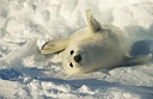 Harp Seal Pup