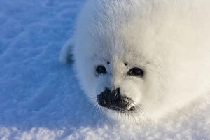 Harp seal pup, close up, Iles de la Madeleine
