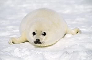 Harp Seal - Pup Lying