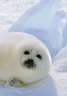 HARP SEAL - pup lying on ice
