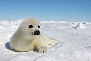 Images Dated 10th March 2008: Harp Seal - pup. Madeleine Island - Quebec - Canada