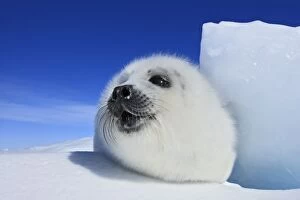 Seals Collection: Harp Seal - pup. Madeleine Island - Quebec - Canada