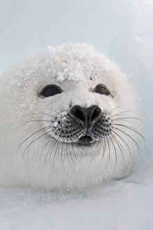 Images Dated 12th March 2008: Harp Seal - pup. Madeleine Island - Quebec - Canada