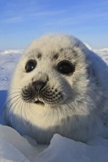 Images Dated 11th March 2008: Harp Seal - pup. Madeleine Island - Quebec - Canada