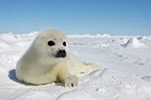 Seal Prints: Harp Seal - pup. Madeleine Island - Quebec - Canada