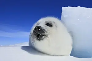 Seal Prints: Harp Seal - pup. Madeleine Island - Quebec - Canada