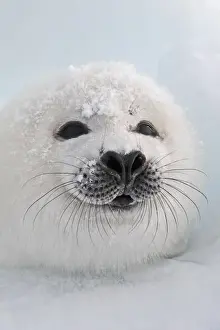 Harp Seal - pup. Madeleine Island - Quebec - Canada