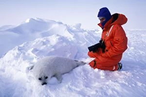 Harp Seal pup - and photographer