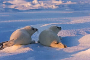 Two Harp seal pups on ice, Iles de la Madeleine