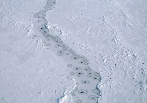 Harp SEALS - aerial of breathing holes in lead in pack-ice