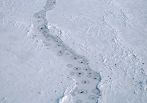 Images Dated 18th September 2006: Harp SEALS - aerial of breathing holes in lead in pack-ice
