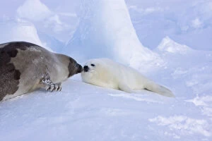 Harp seals, mother with pup, on ice, Iles