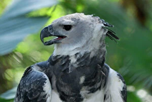Beak Open Collection: Harpy Eagle Belize