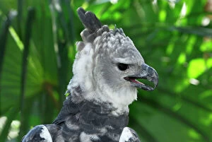 Beak Open Collection: Harpy Eagle Belize