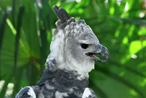 Harpy Eagle Belize