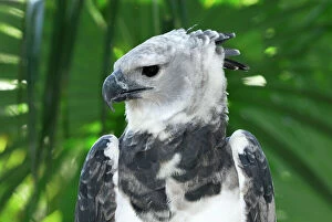 Images Dated 10th February 2006: Harpy Eagle Belize