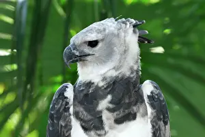 Central America Prints: Harpy Eagle Belize